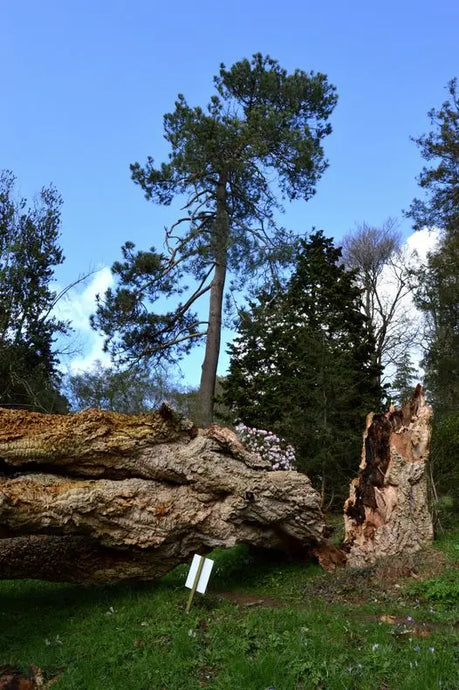 Amazing Cork Oak from National trust Killerton